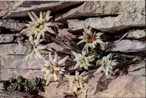 Edelweiss ploiesti romania - edelweiss,